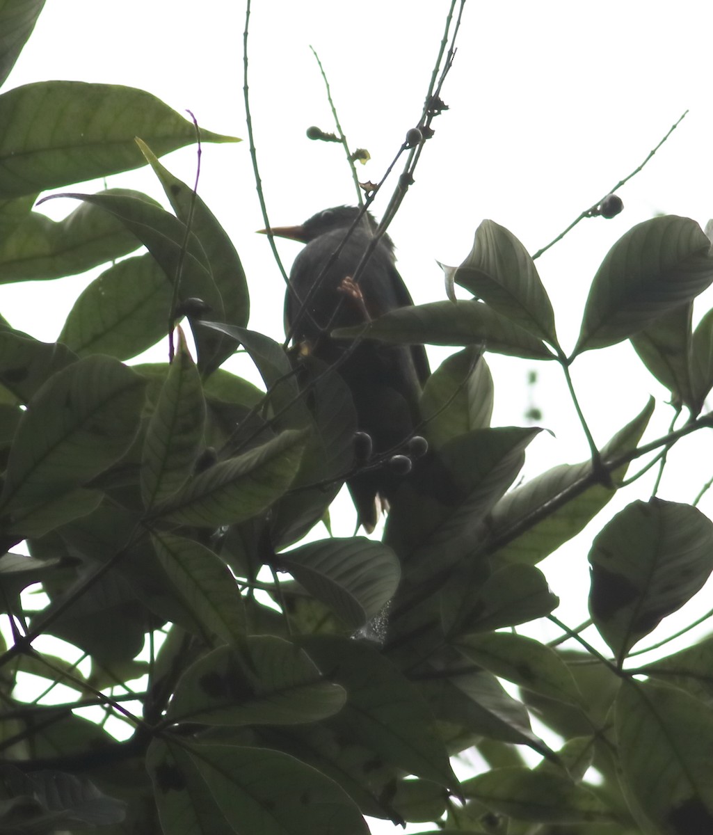 Горована індійська - ML642066702