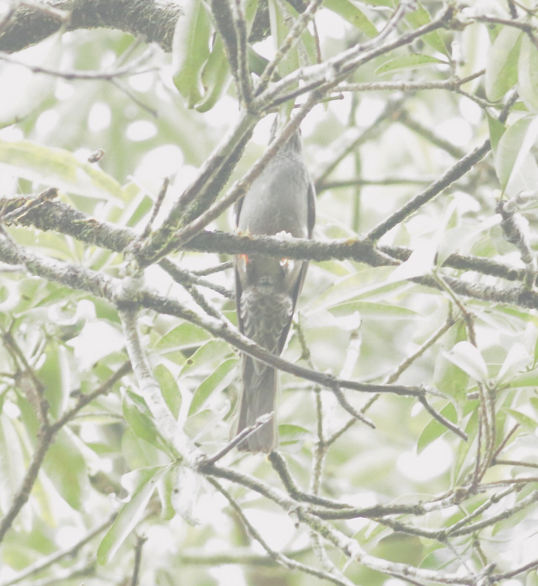 Горована індійська - ML642066703