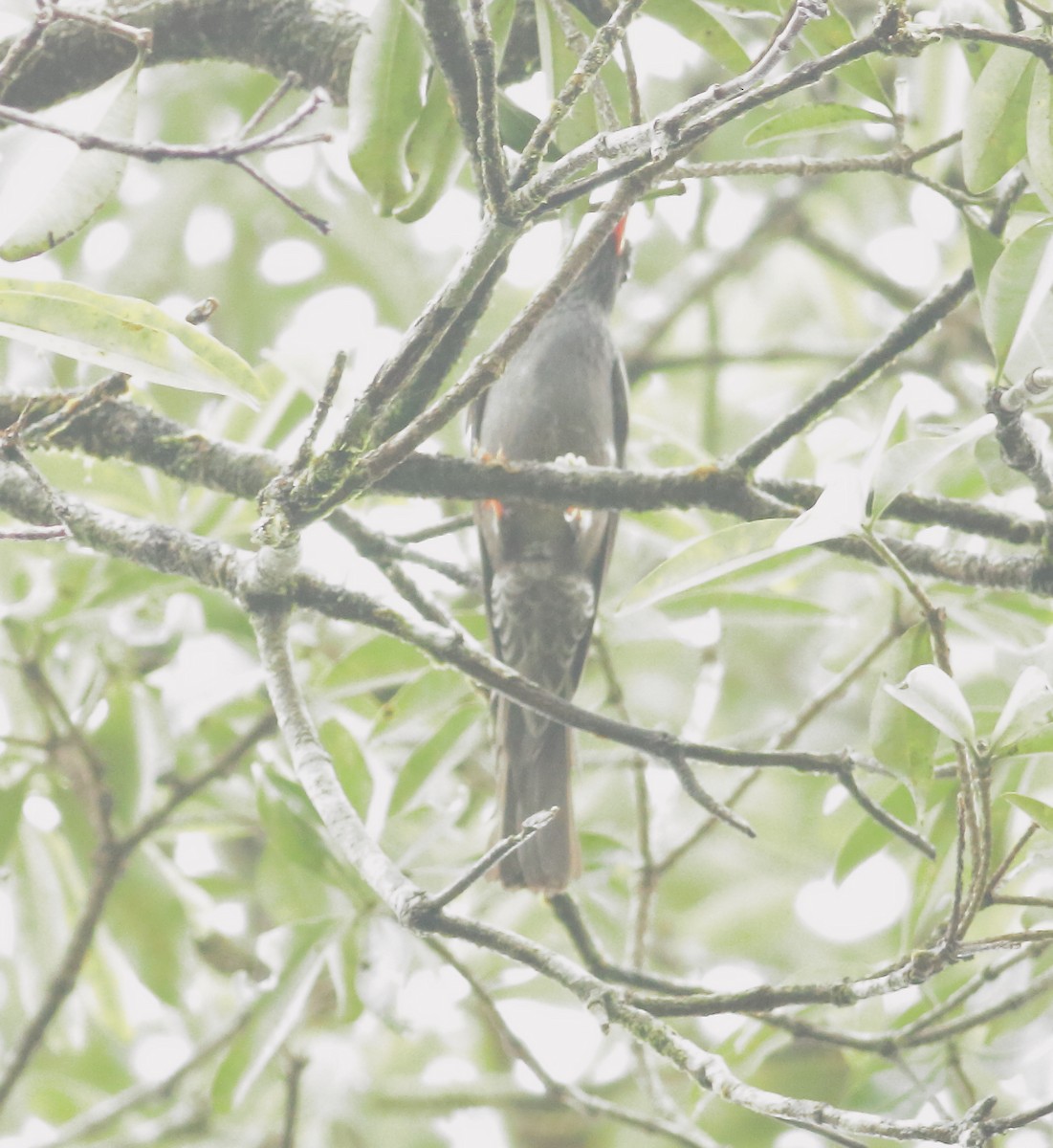 Горована індійська - ML642066704