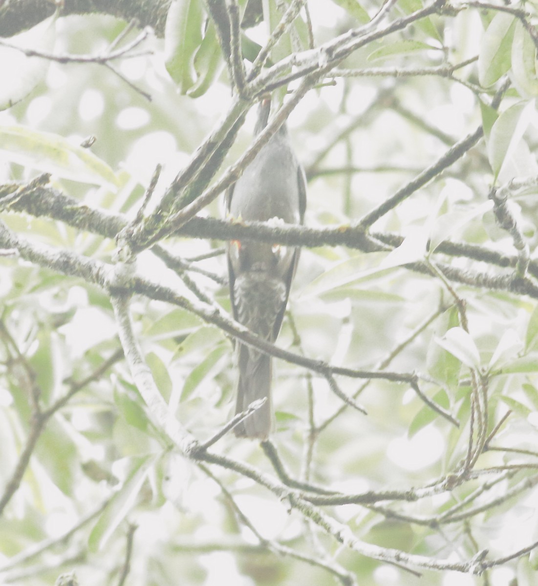 Горована індійська - ML642066707