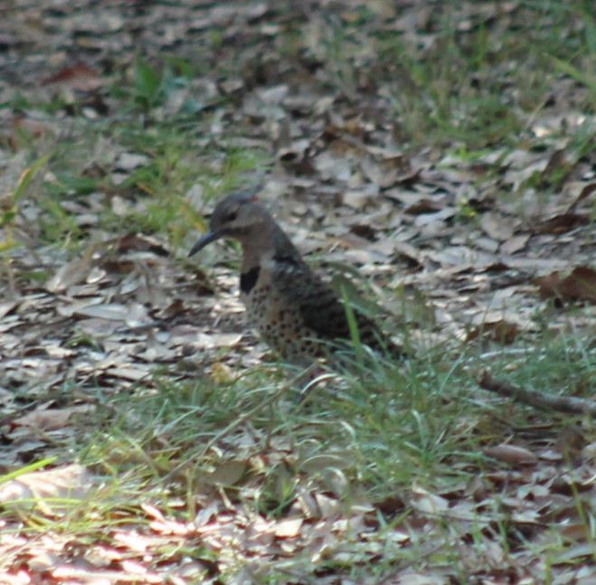 Northern Flicker - ML642066708