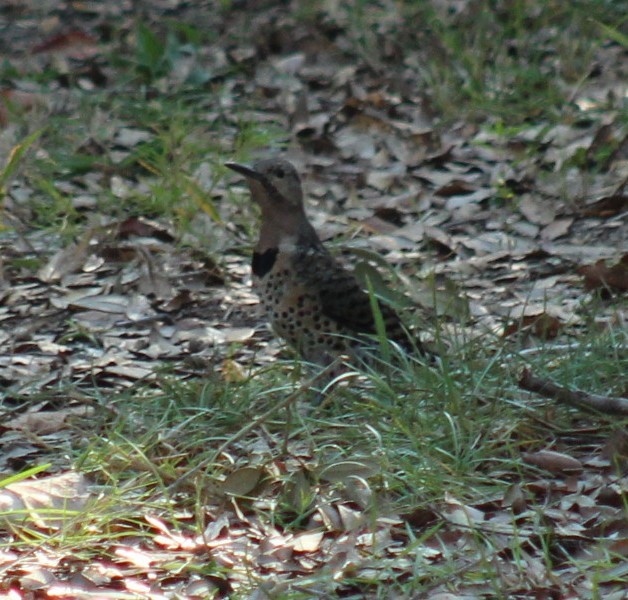 Northern Flicker - ML642066709