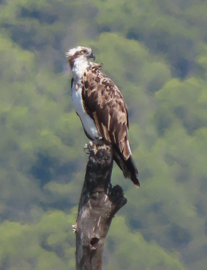 魚鷹 - ML642066724
