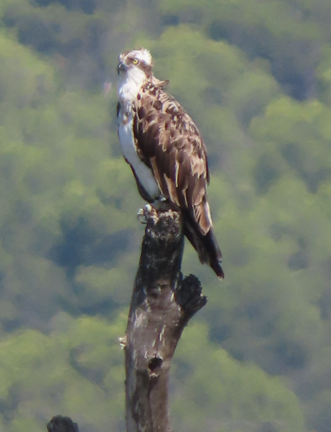 魚鷹 - ML642066731