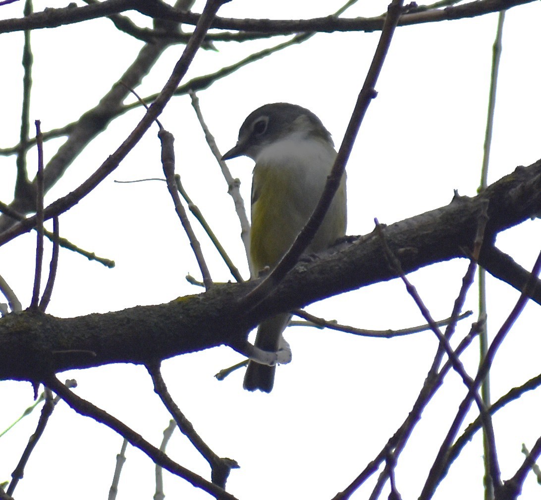 Blue-headed Vireo - ML642066734