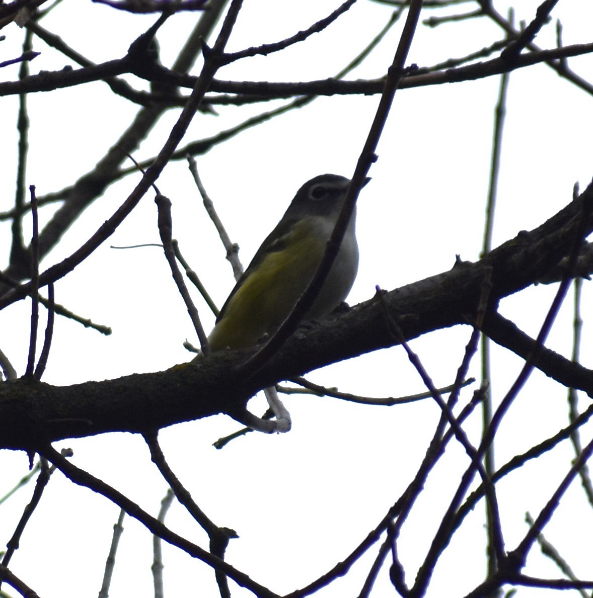 Blue-headed Vireo - ML642066735