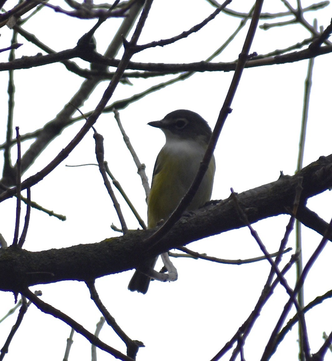 Blue-headed Vireo - ML642066736