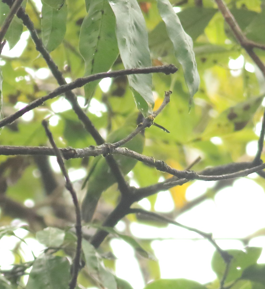 Verdin à front d'or - ML642066739