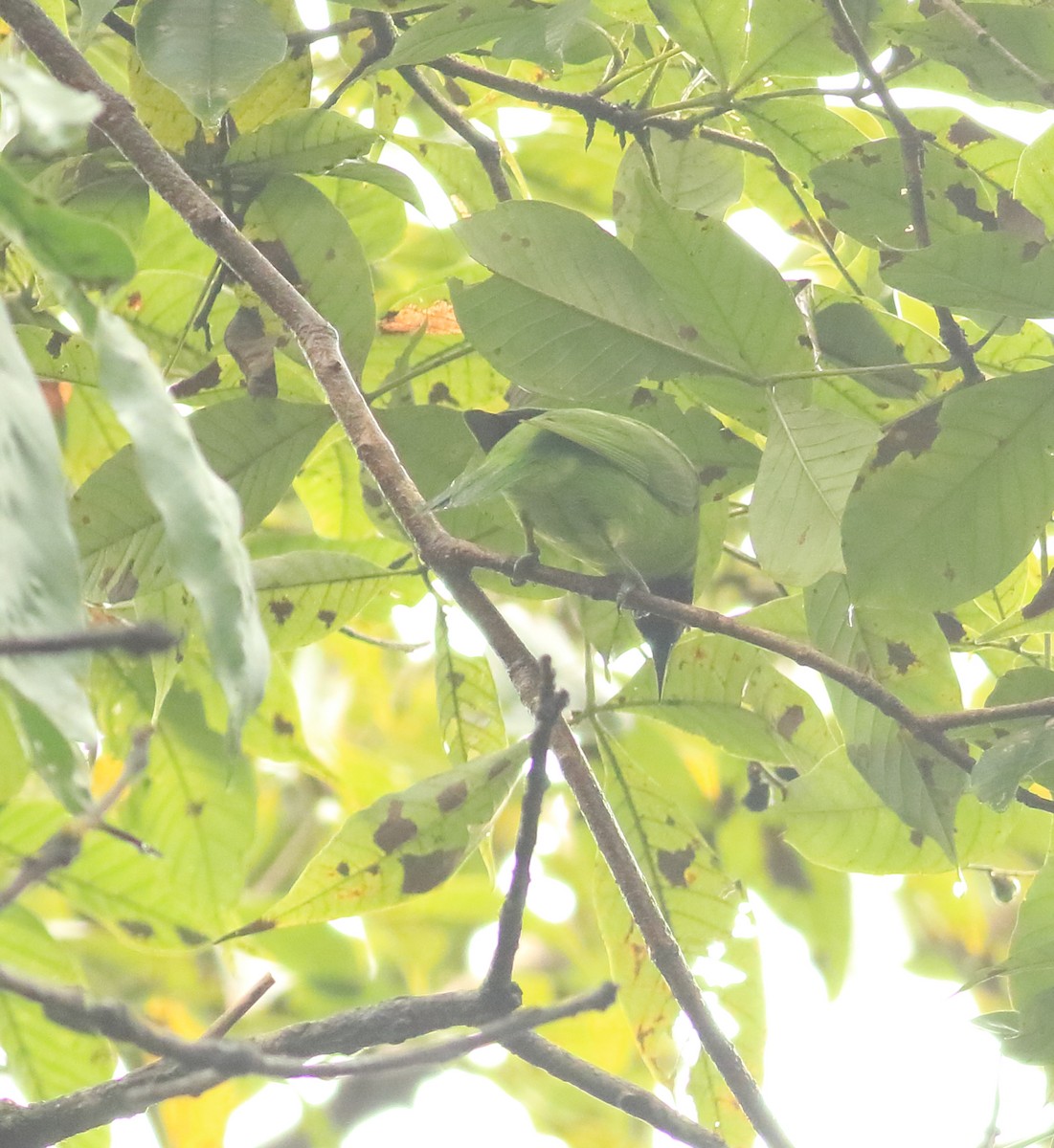 Verdin à front d'or - ML642066742