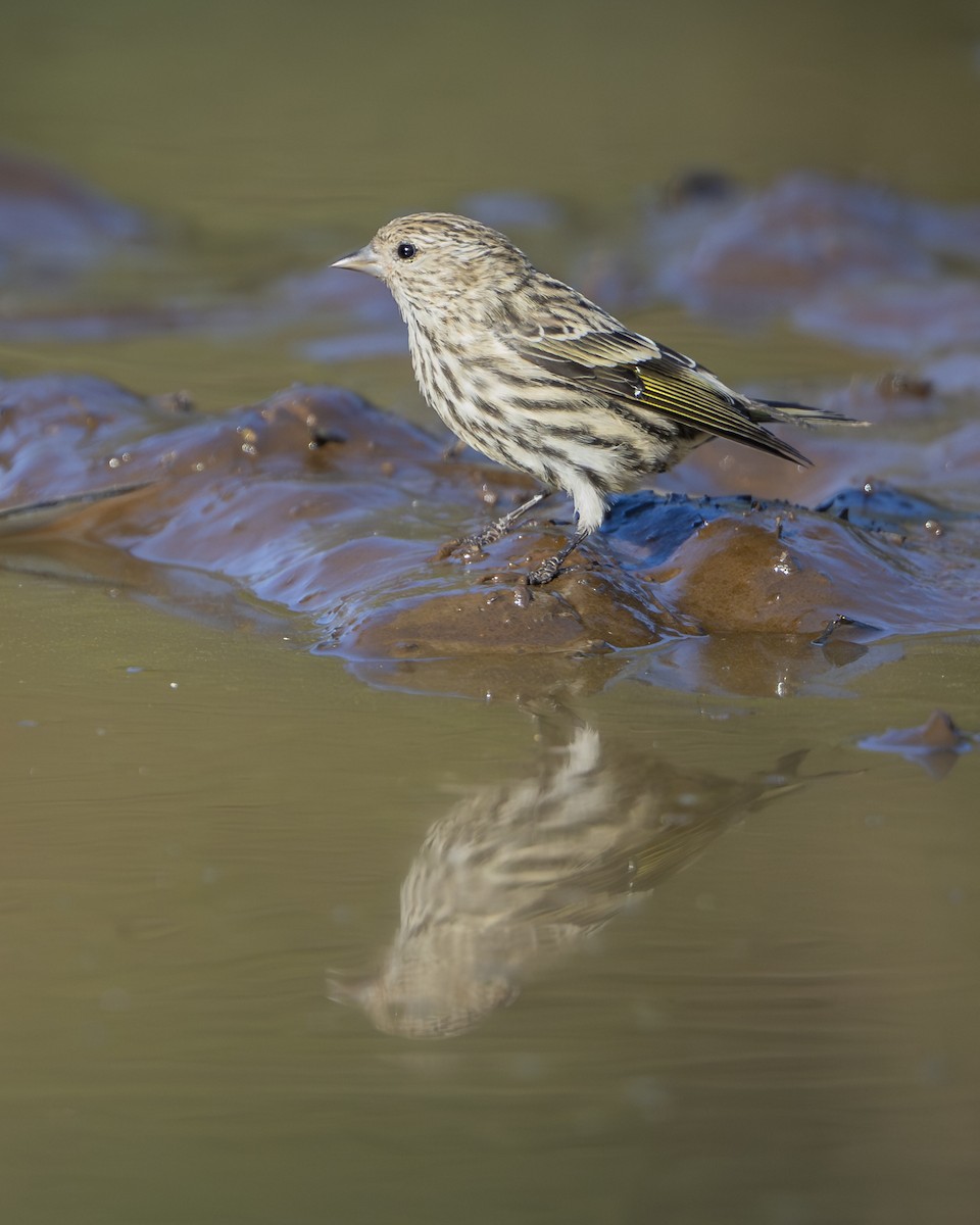 Pine Siskin - ML642066745