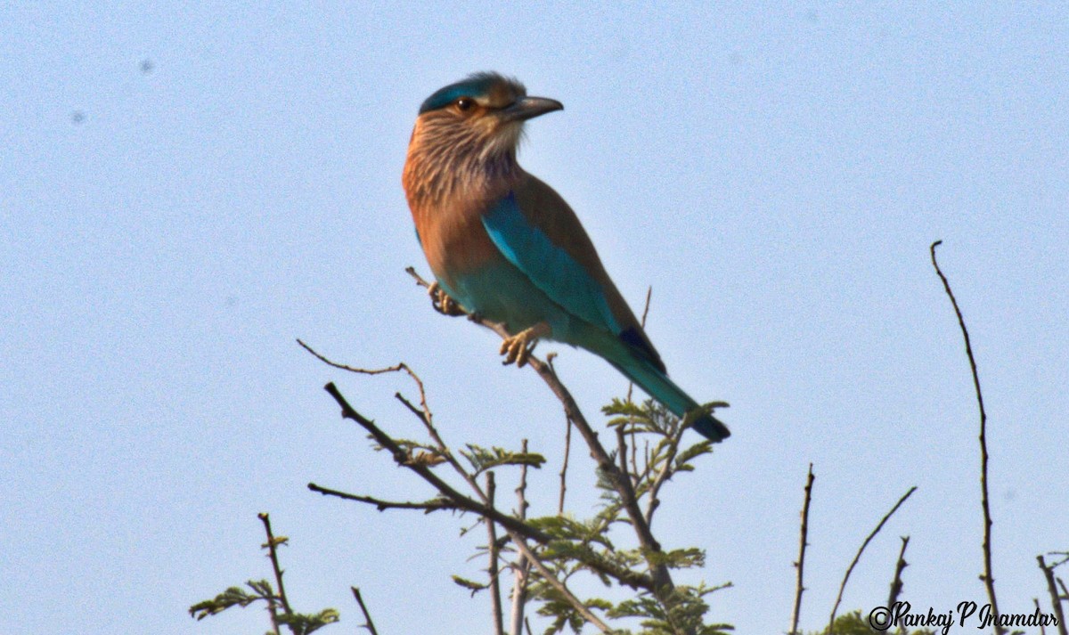 Bengalenracke - ML642066761
