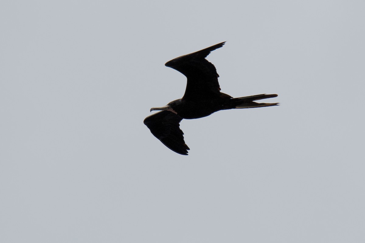 Magnificent Frigatebird - ML642066763
