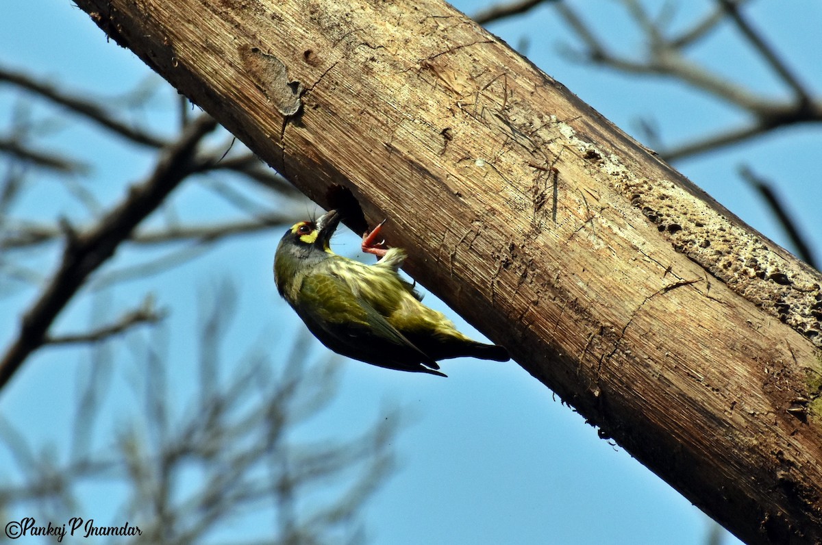 Kupferschmied-Bartvogel - ML642066769