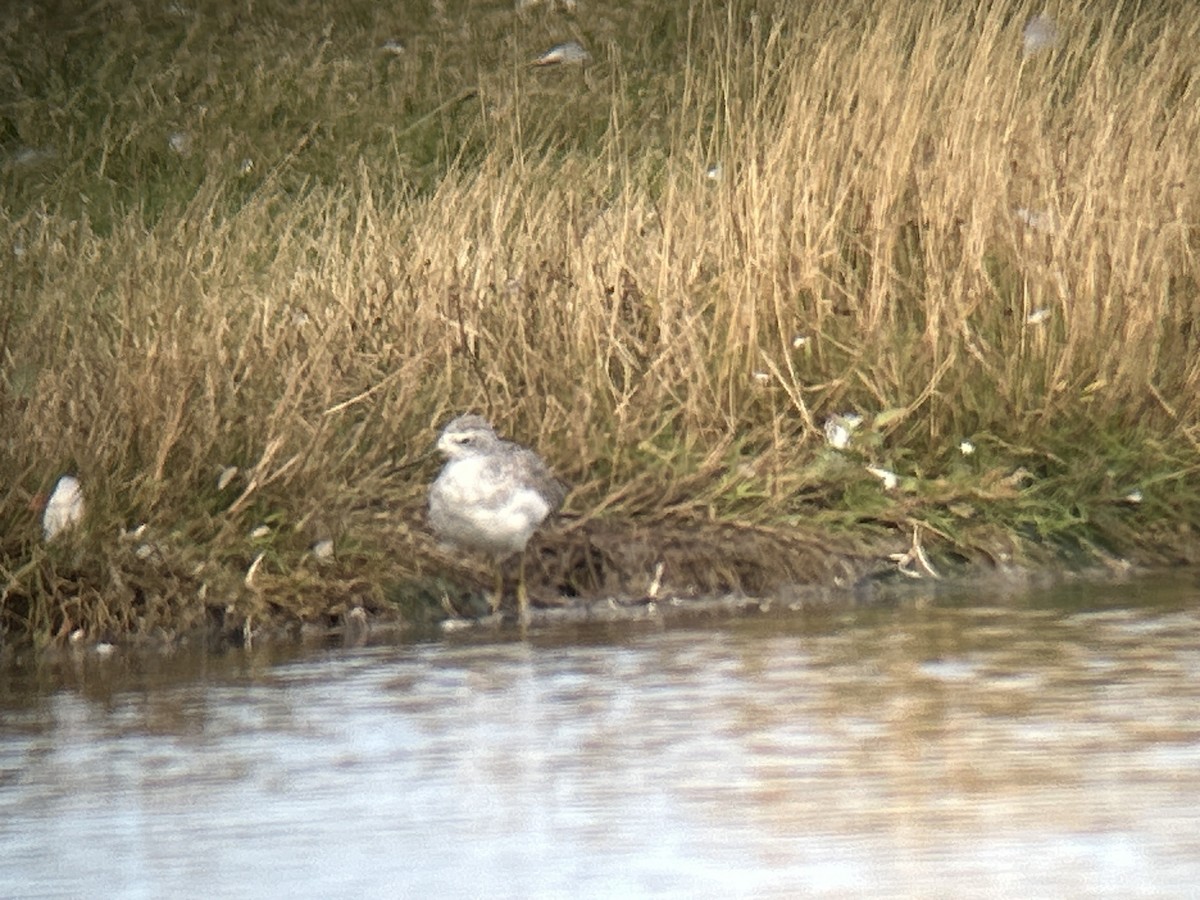 Marsh Sandpiper - ML642066773