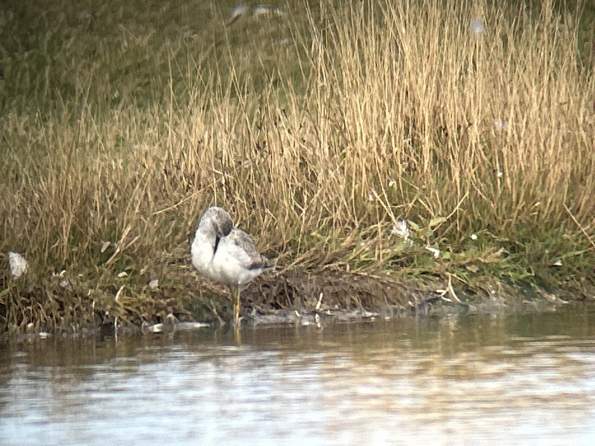 Marsh Sandpiper - ML642066774