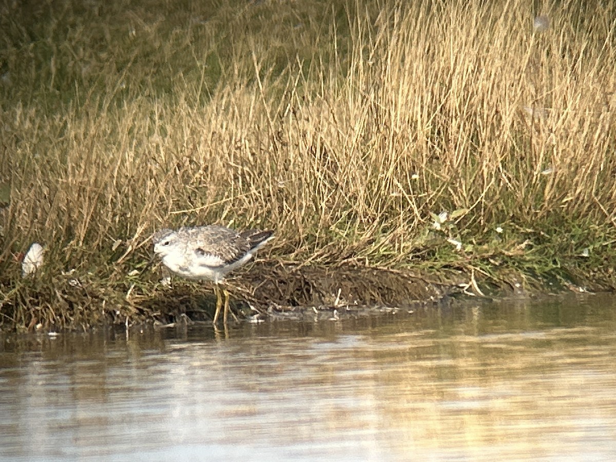 Marsh Sandpiper - ML642066775
