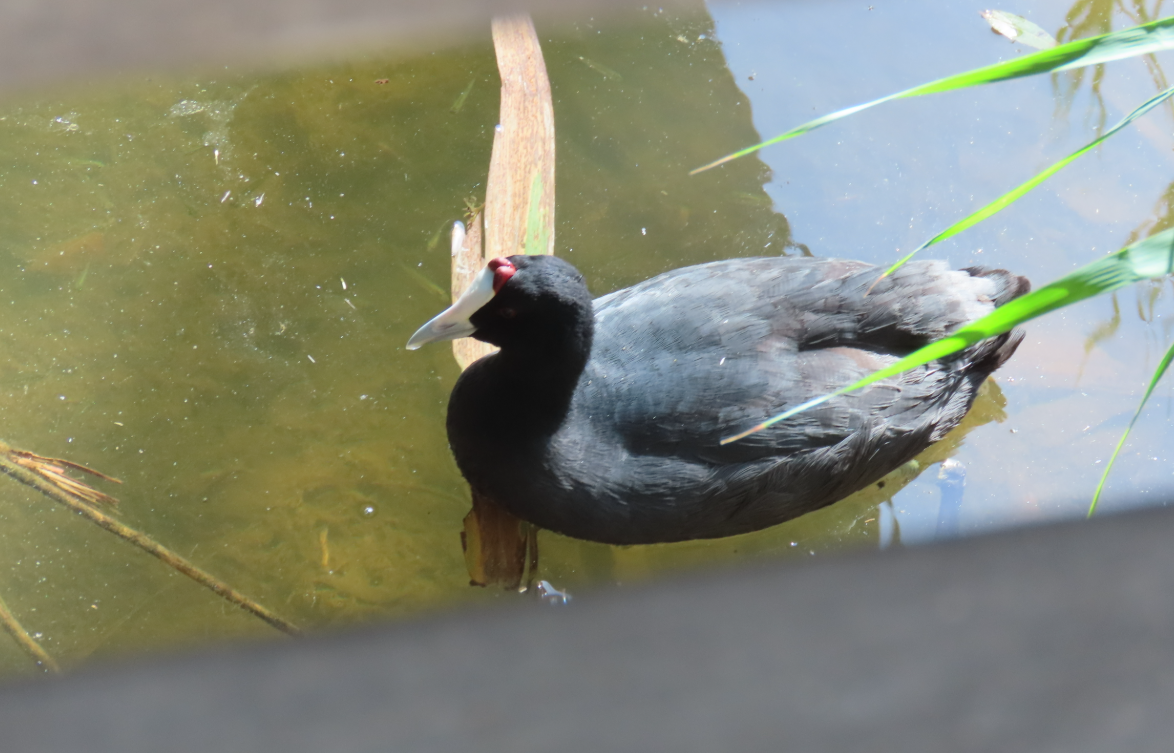 Red-knobbed Coot - ML642066777