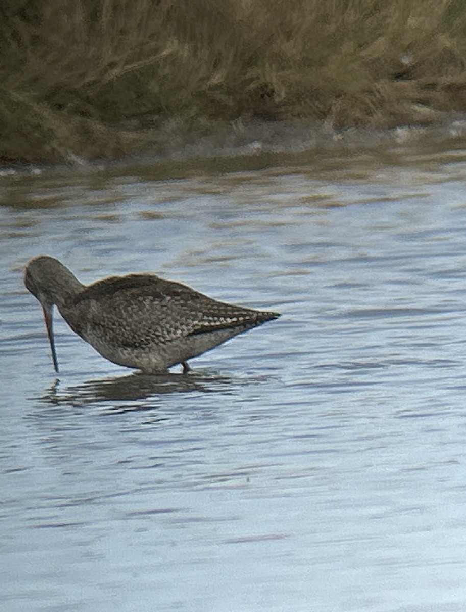 Spotted Redshank - ML642066794