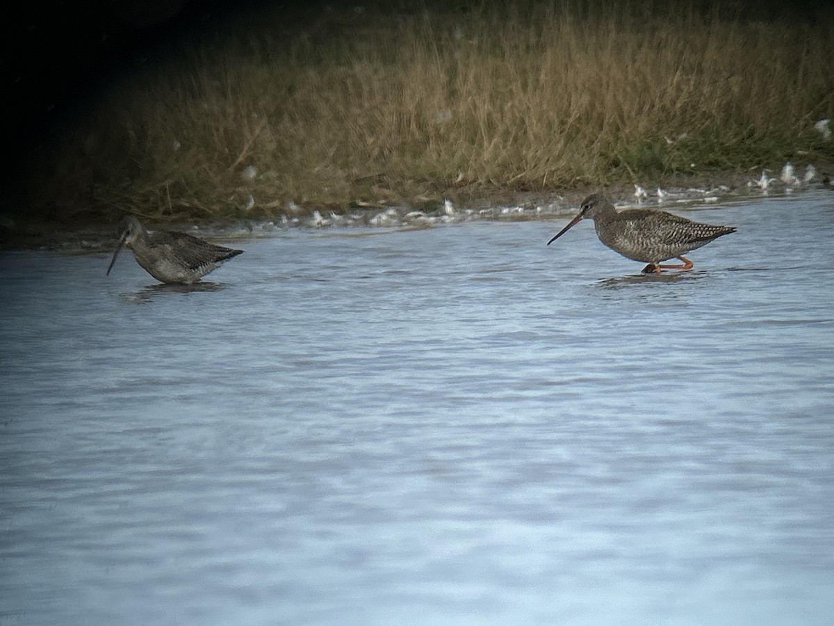 Spotted Redshank - ML642066795