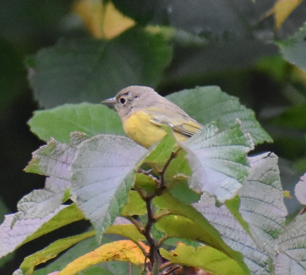 Nashville Warbler - ML642066800