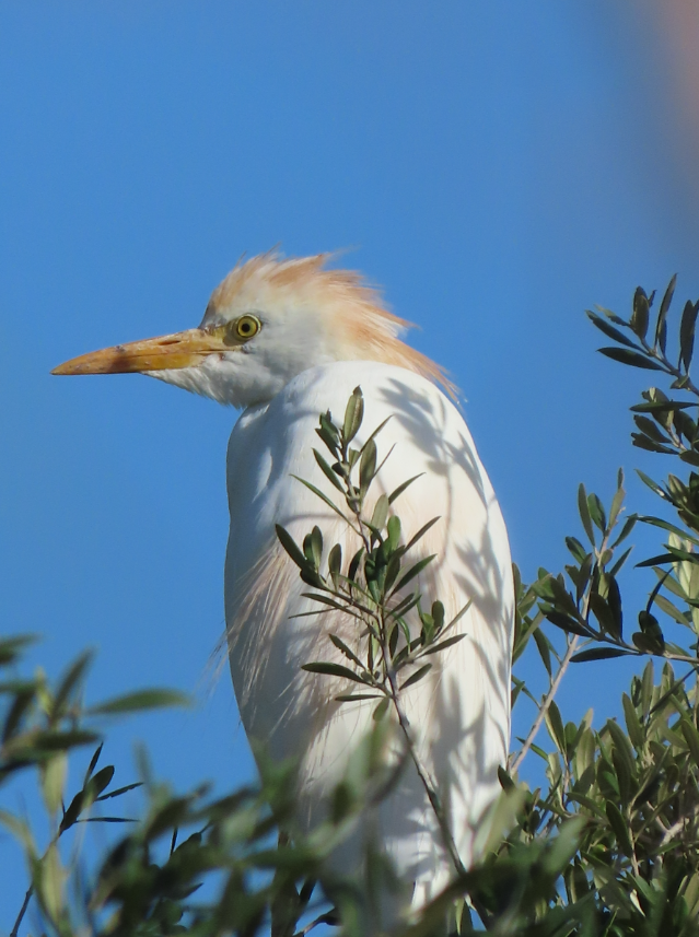 Western Cattle-Egret - ML642066801