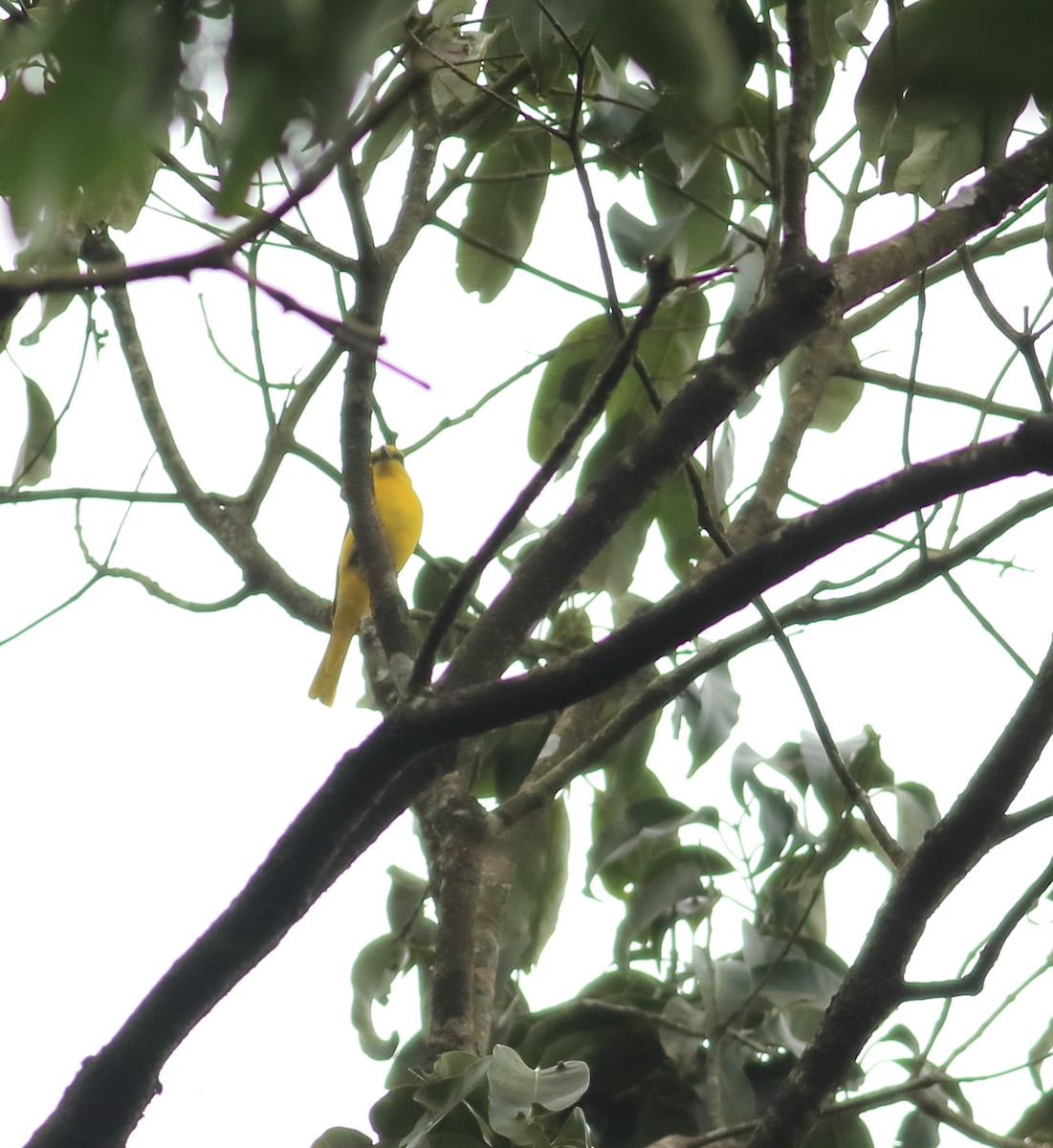 Orangemennigvogel - ML642066802