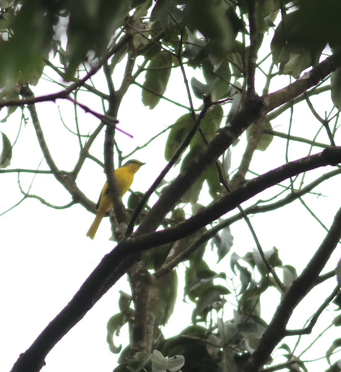 Orangemennigvogel - ML642066803