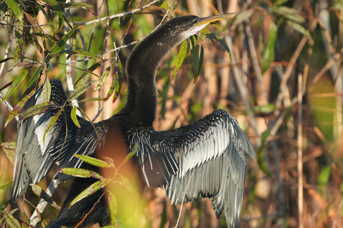 Anhinga - ML642066813