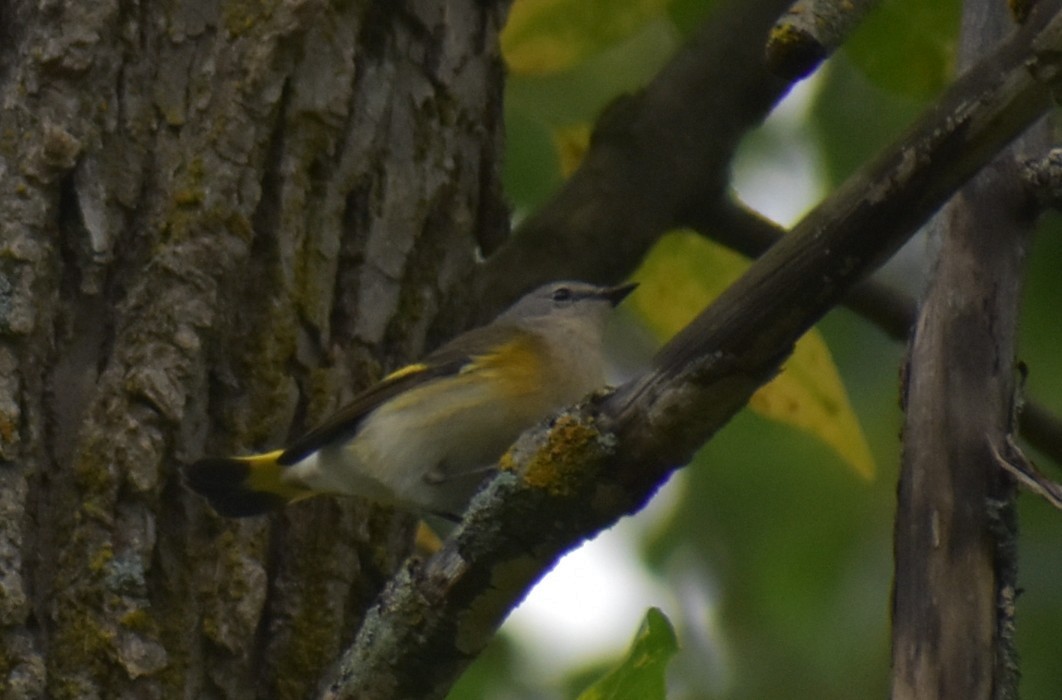 American Redstart - ML642066814