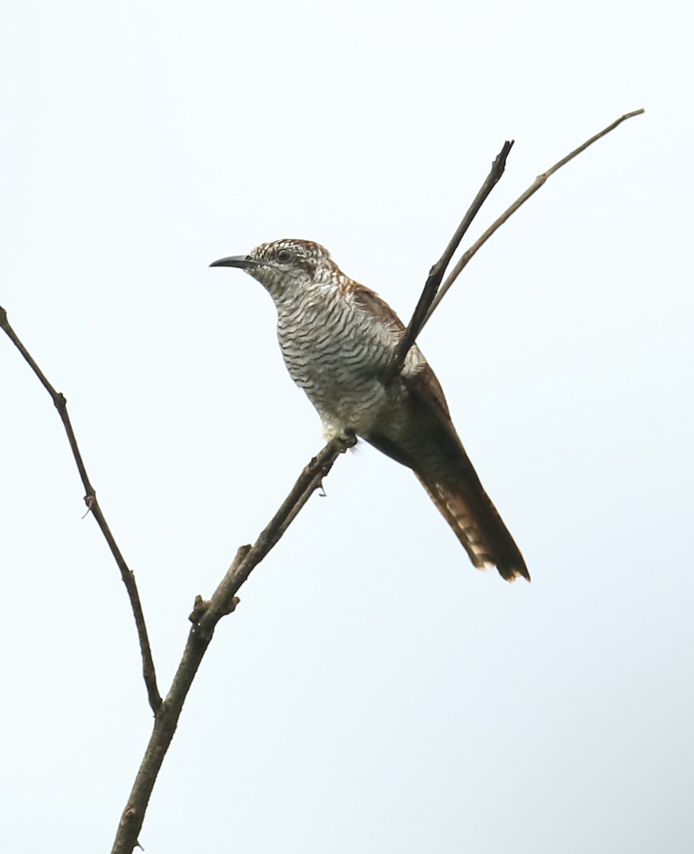 Sonneratkuckuck - ML642066816