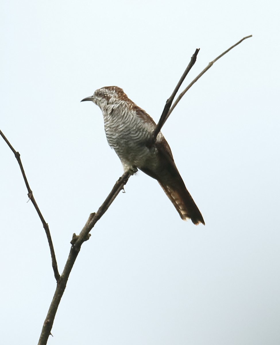 Sonneratkuckuck - ML642066821