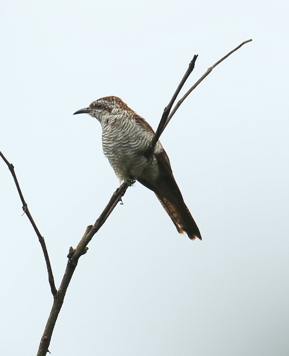 Sonneratkuckuck - ML642066823