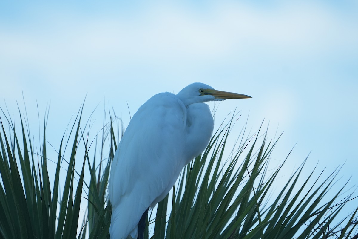 Great Egret - ML642066830