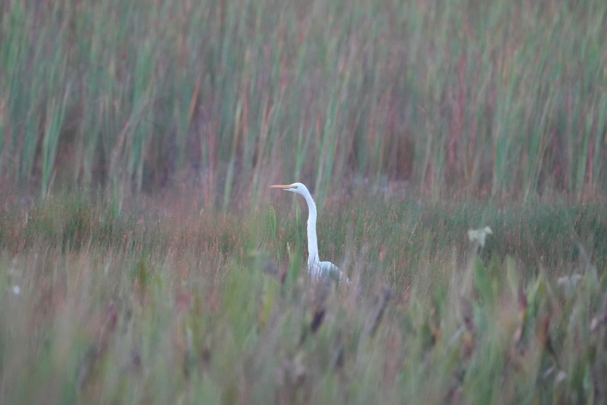 Great Egret - ML642066831