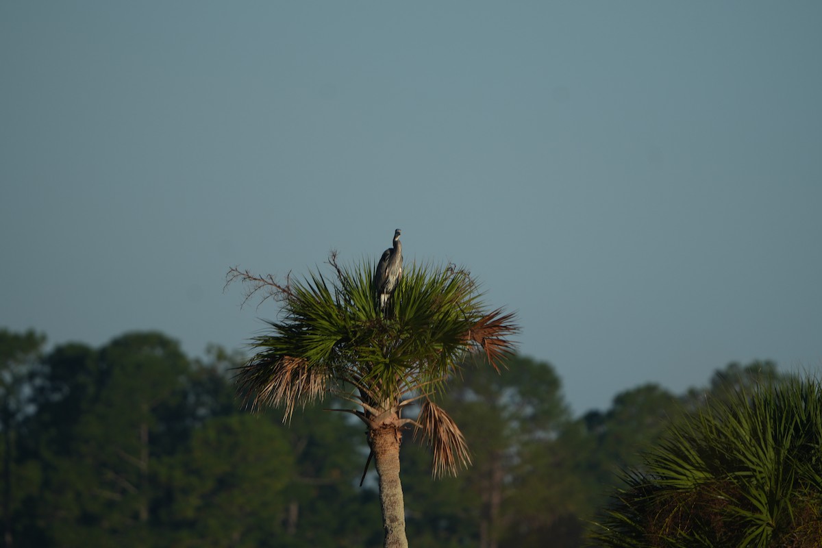 Great Blue Heron - ML642066846