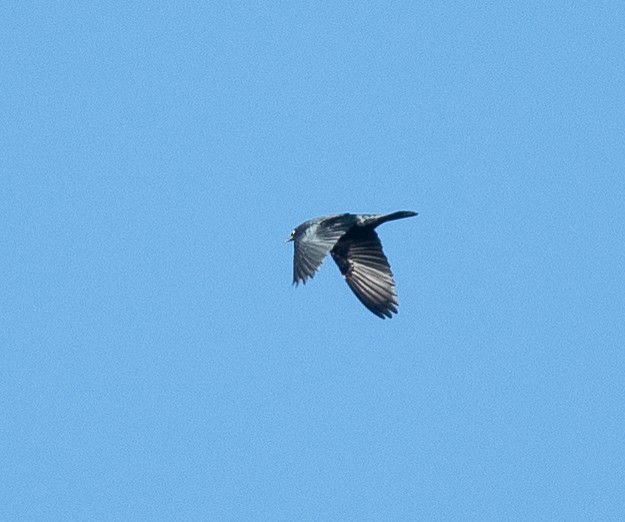 Brewer's Blackbird - ML642066854