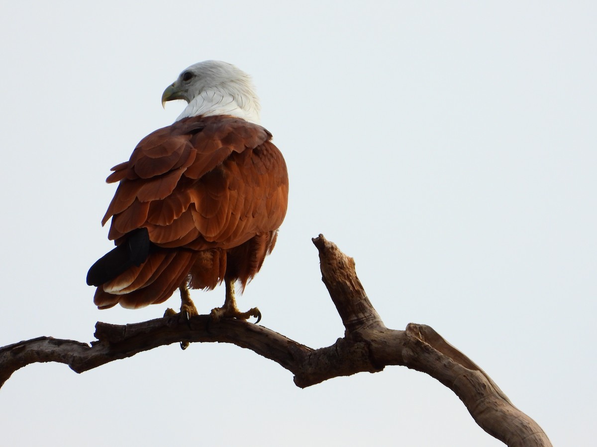 Brahminy Kite - ML642066856