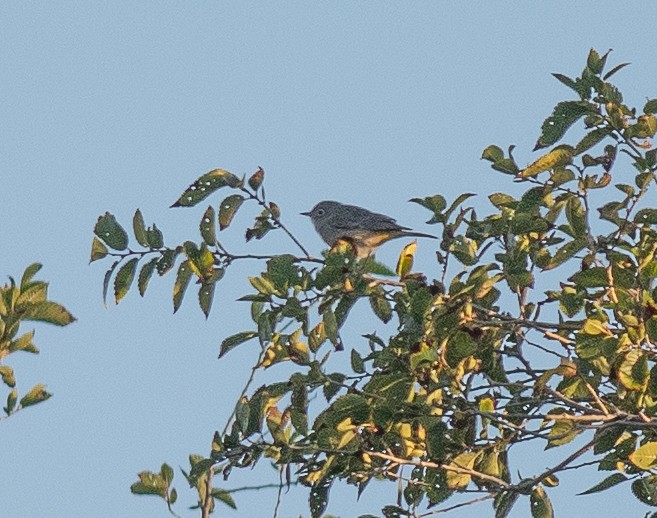 Virginia's Warbler - ML642066860