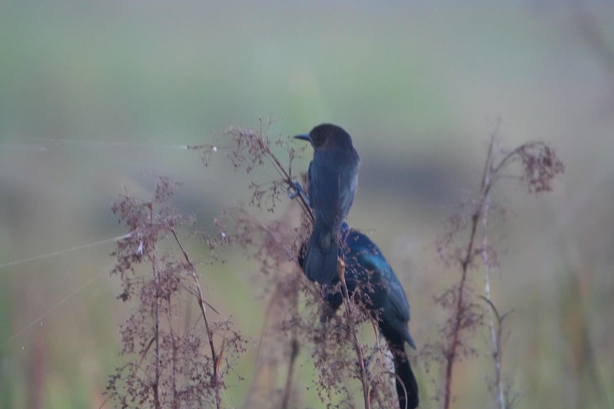 Boat-tailed Grackle - ML642066861
