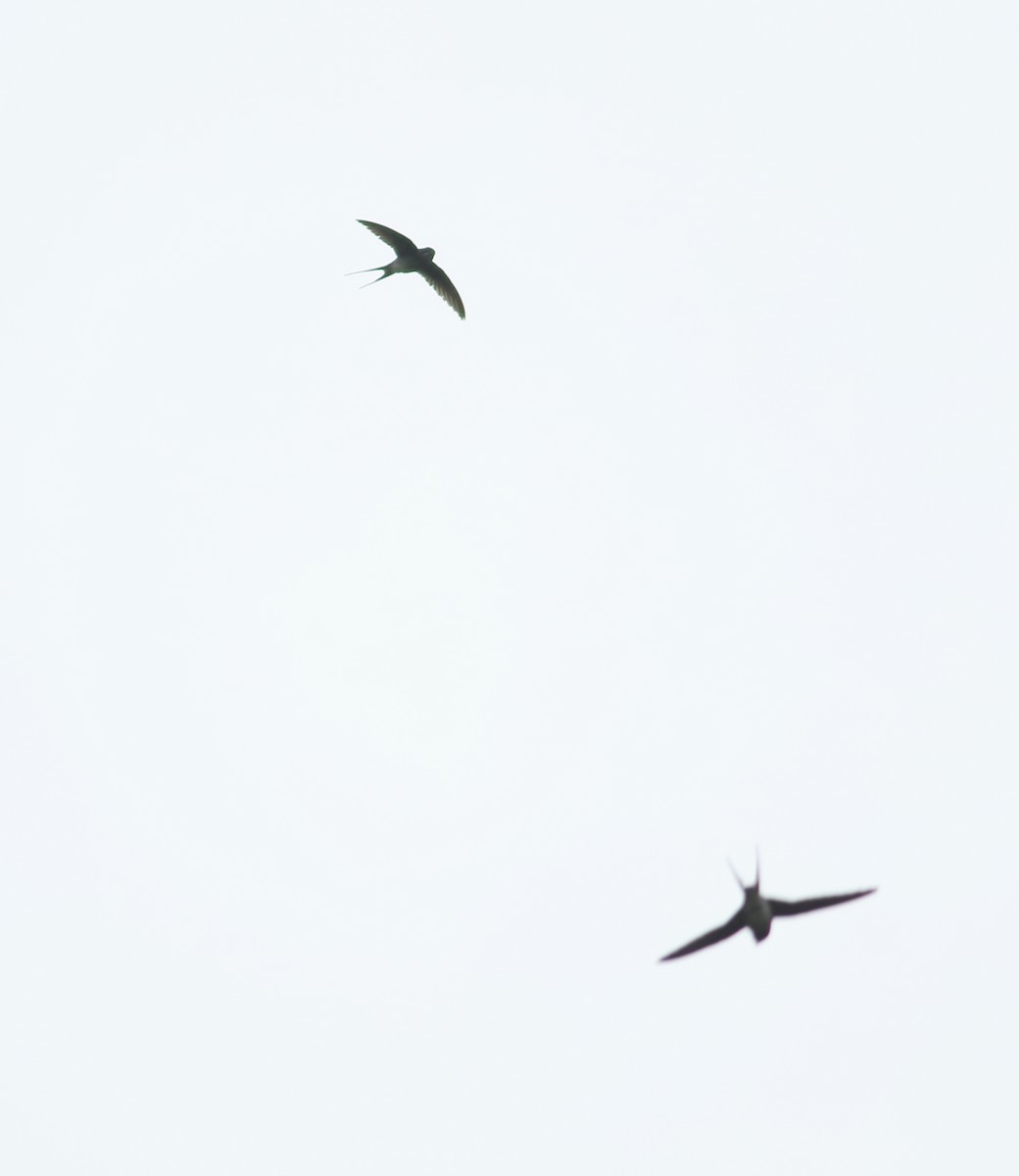 Crested Treeswift - ML642066869