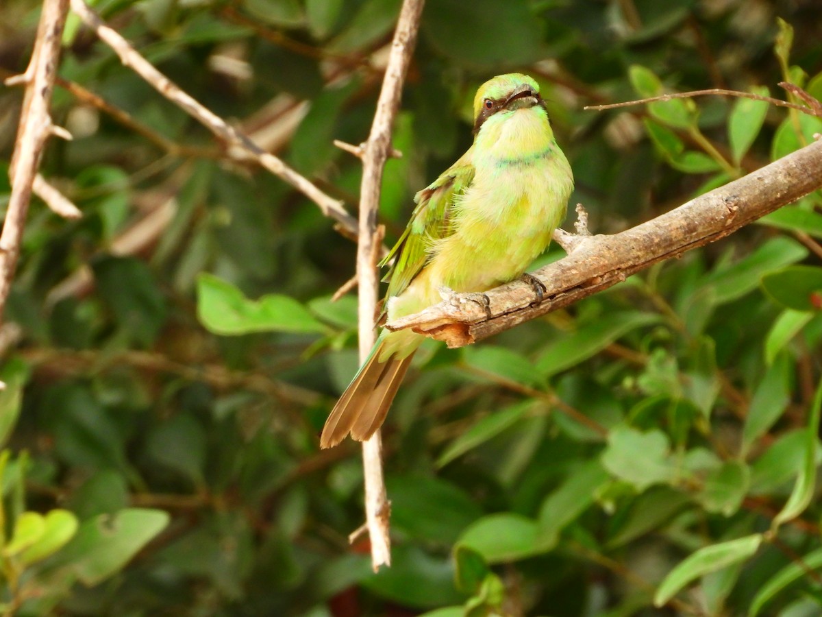 Asian Green Bee-eater - ML642066875