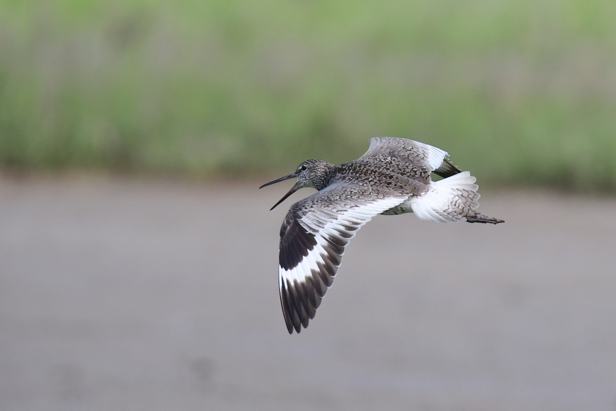Willet - ML642066878