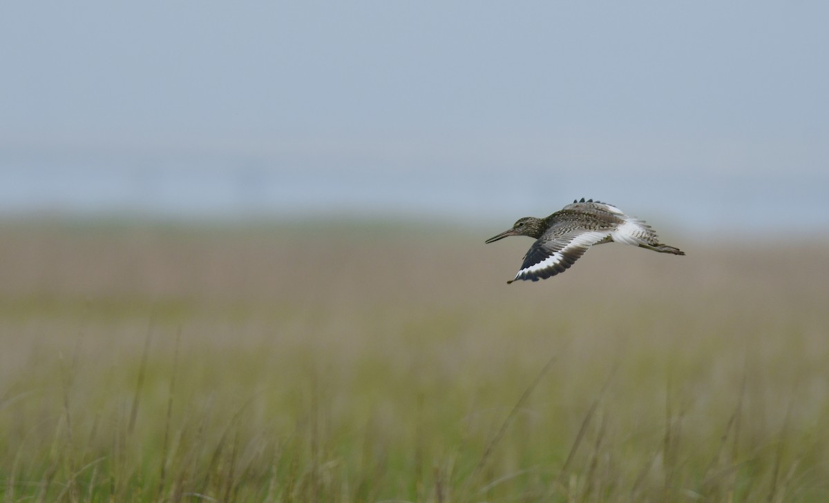 Willet - ML642066880
