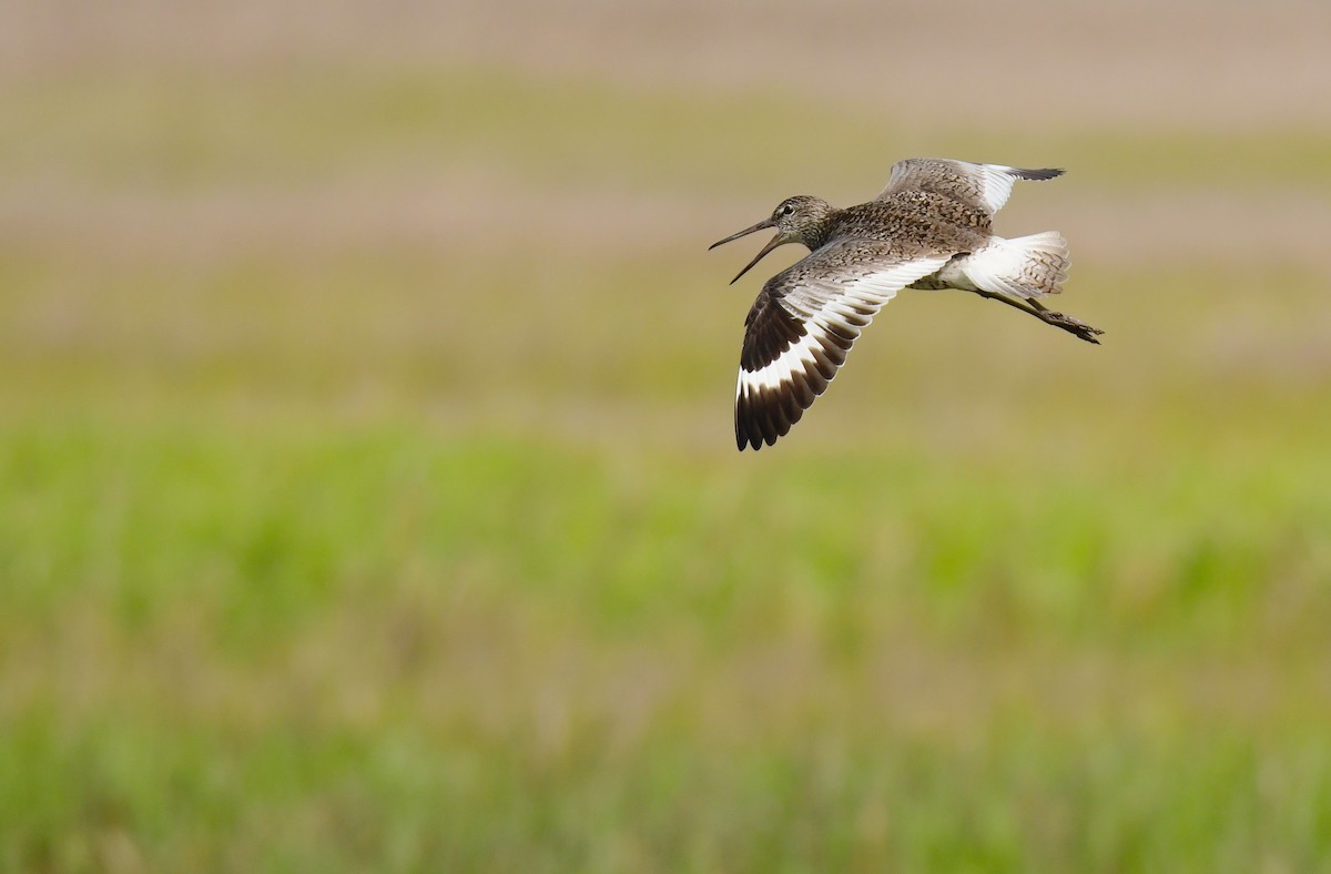 Willet - ML642066882