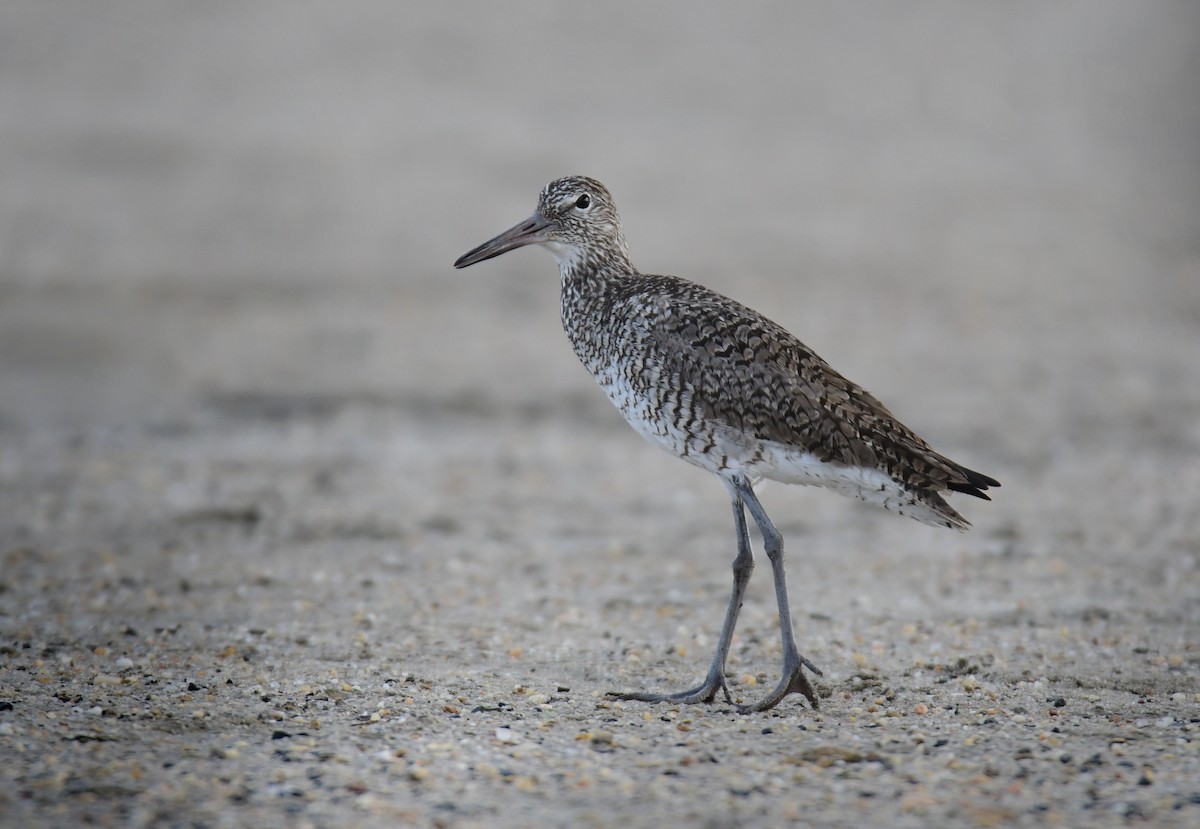 Willet - ML642066883