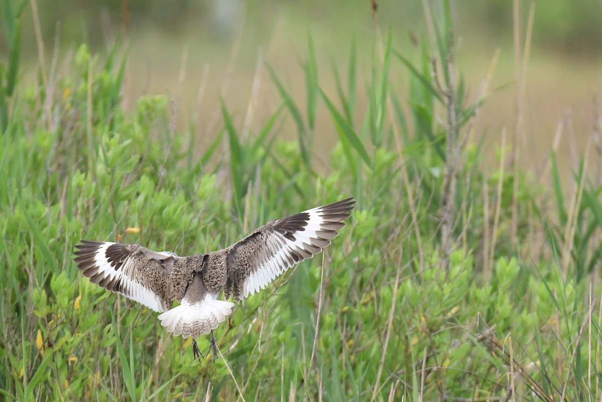 Willet - ML642066884