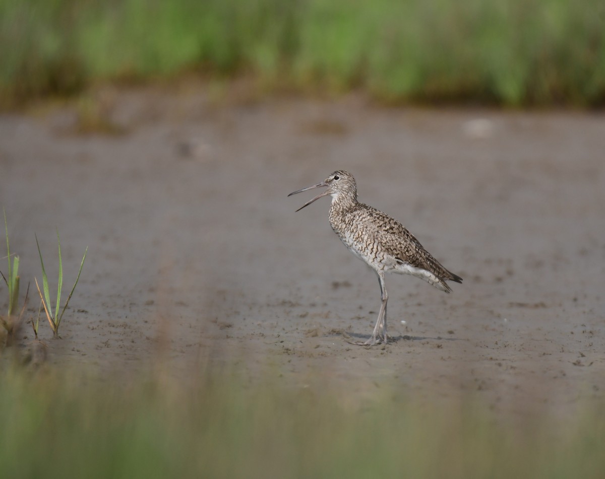 Willet - ML642066885