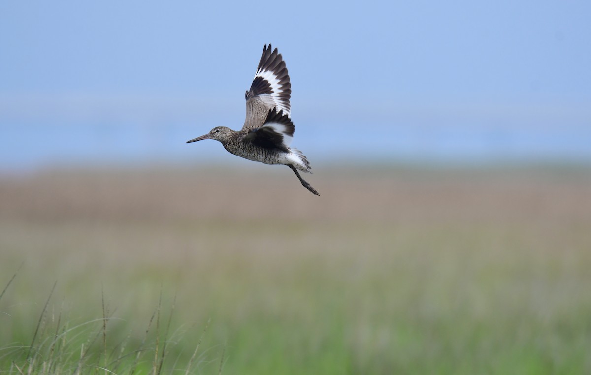 Willet - ML642066886