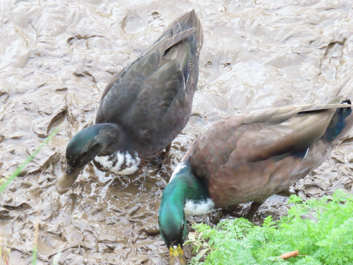 Mallard (Domestic type) - ML642066887