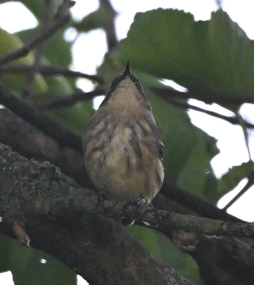 Yellow-rumped Warbler - ML642066889